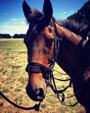 An Aussie-made rope halter on a polo pony.
