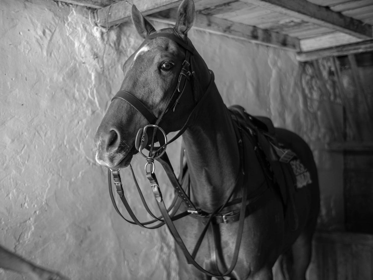 Bombers Polo Martingale